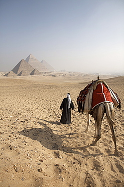 A Bedouin guide and camel approaching the Pyramids of Giza, UNESCO World Heritage Site, Cairo, Egypt, North Africa, Africa