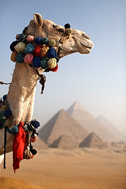 A camel stands in front of the Pyramids of Giza, Cairo, Egypt, North Africa, Africa