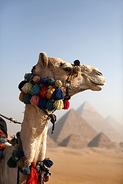 A camel stands in front of the Pyramids of Giza, Cairo, Egypt, North Africa, Africa