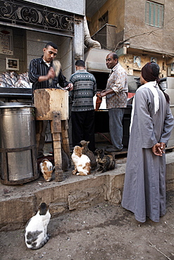 Preparing fish as cats look on, Khan al-Khalili, Cairo, Egypt, North Africa, Africa