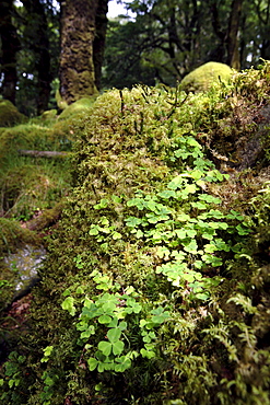 Shamrock growing in an ancient oak forest, County Kerry, Munster, Republic of Ireland, Europe