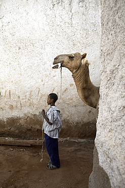 A boy walks his camel through one of the 368 alleyways contained within the city of Harar, Ethiopia, Africa