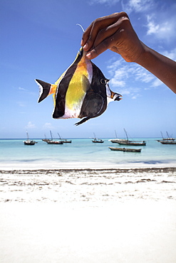 A tropical fish on Nungwi beach, Zanzibar, Tanzania, East Africa, Africa