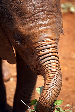 A baby elephant at the David Sheldrick Wildlife Trust elephant orphanage, Nairobi, Kenya, East Africa, Africa