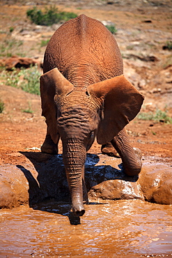 A baby elephant at the David Sheldrick Wildlife Trust elephant orphanage, Nairobi, Kenya, East Africa, Africa