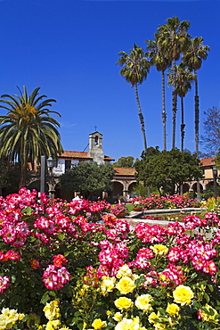 Roses, Central Courtyard, Mission San Juan Capistrano, Orange County, California, United States of America, North America