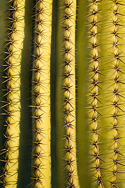 Saguaro cactus detail, Tucson, Pima County, Arizona, United States of America, North America