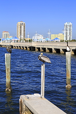 St. Petersburg skyline, Tampa, Florida, United States of America, North America