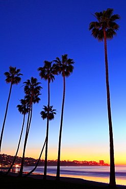 Palm trees, La Jolla Shores Beach, La Jolla, San Diego, California, United States of America, North America