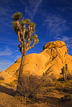 Joshua tree, Jumbo Rocks area, Joshua Tree National Park, California, United States of America, North America