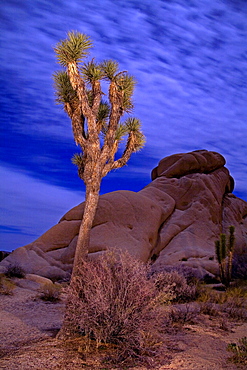 Light Painting of Joshua Tree under full Moon, Jumbo Rocks area, Joshua Tree National Park, California, United States of America, North America