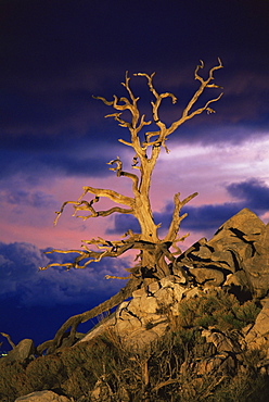 Dead tree at Keys View, Joshua Tree National Park, California, United States of America, North America