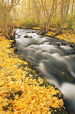 Fall color, McGee Creek, Eastern Sierra Mountains, California, United States of America, North America