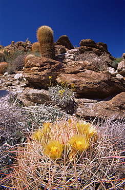 Beavertail cactus, San Ysidro Mountains, Anza-Borrego Desert State Park, California, United States of America, North America