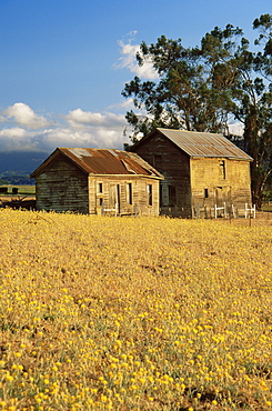 Old farmhouse and barn, Petaluma, northern California, United States of America, North America