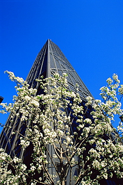 Flowering tree outside Hancock Tower, Michigan Avenue, Chicago, Illinois, United States of America, North America