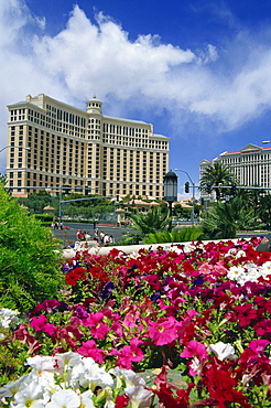 The Bellagio Resort and Casino, Las Vegas, Nevada, United States of America, North America