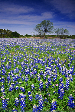 Field of bluebonnets, Burnet area, Hill Country, Austin, Texas, United States of America, North America