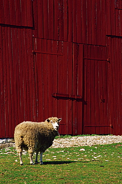 Barn, Shaker village of Pleasant Hill, Lexington area, Kentucky, United States of America, North America