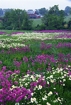 Rocket larkspur and shasta daisy flowers, Emmitsburg, Maryland, United States of America, North America