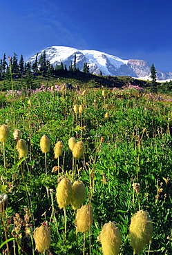 Dead Horse Trail, Paradise, Mount Rainier National Park, Washington state, United States of America, North America