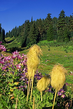 Dead Horse Trail, Paradise, Mount Rainier National Park, Washington state, United States of America, North America