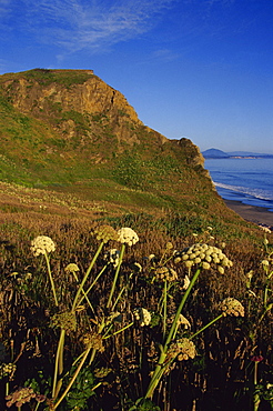 Cow parsnip flowering on Cape Blanco, Port Orford, Oregon, United States of America, North America