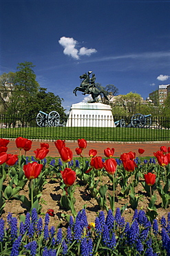 Andrew Jackson statue, Lafayette Square, Washington D.C., United States of America, North America