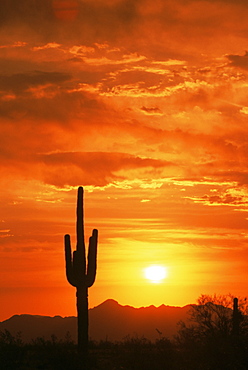 Saguaro cactus at sunrise, Kofa National Wildlife Refuge, Quartzsite, Arizona, United States of America, North America