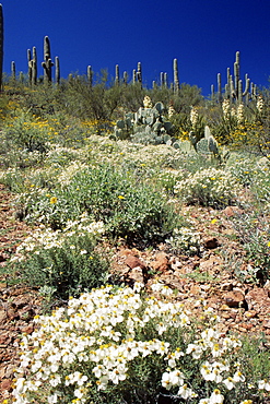 Wildflowers and cacti, Rincon Mountains, Tucson, Arizona, United States of America, North America