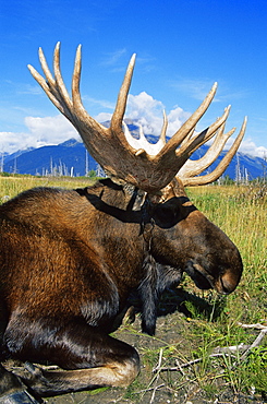 Moose, Alaska Big Game Wildlife Park, Portage, Seward Highway, Alaska, United States of America, North America