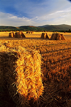 Hay bales, Newcastle, County Tipperary, Munster, Republic of Ireland, Europe