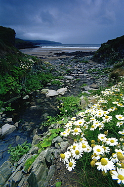 Daisies near Bolus Head, County Kerry, Munster, Republic of Ireland, Europe