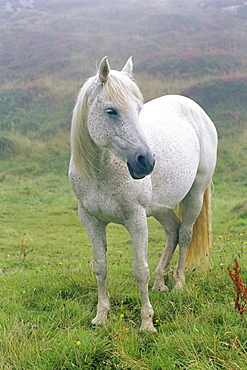 Connemara pony, Clifden, County Galway, Connacht, Republic of Ireland, Europe