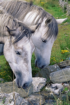 Connemara ponies, Clifden, County Galway, Connacht, Republic of Ireland, Europe