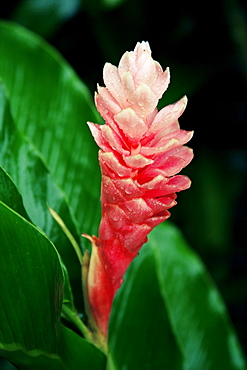 Ginger lily, St. Lucia, Windward Islands, West Indies, Caribbean, Central America