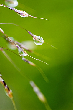 Water droplets on grass, Dali, Yunnan, China, Asia