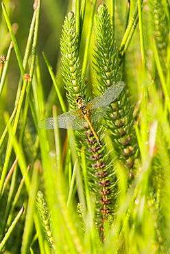 Dragonfly in early morning light, Tagong Grasslands, Sichuan, China, Asia