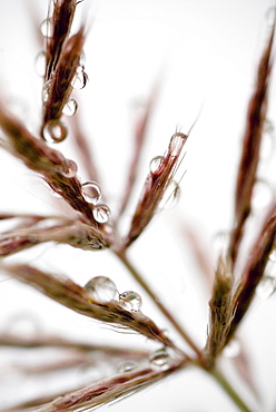 Water droplets on grass, Dali, Yunnan, China, Asia