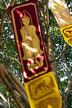 Buddhist flags in temple trees, Chiang Mai, Thailand, Southeast Asia, Asia