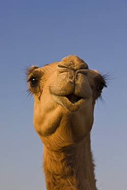 Close-up of camel's head in bright evening light, near Abu Dhabi, United Arab Emirates, Middle East