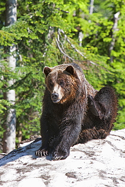 Grizzly bear scratching on ice at the top of Grouse Mountain, Vancouver, British Columbia, Canada, North America