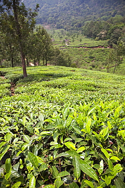 Tea plantation in the mountains of Munnar, Kerala, India, Asia 