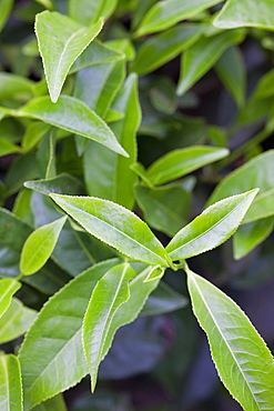 Tea leaves growing in a tea plantation in the mountains of Munnar, Kerala, India, Asia 