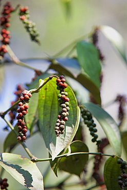 Peppercorn plant, Kerala, India, Asia 