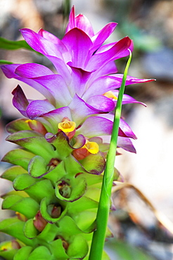 Turmeric flower, Kerala, India, Asia 