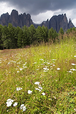 Meadow and the Rosengarten Peaks in the Dolomites near Canazei, Trentino-Alto Adige, Italy, Europe 