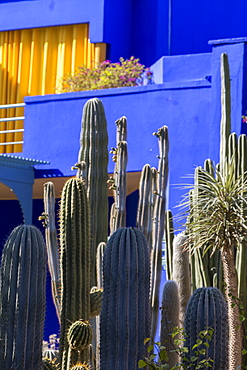 Cactus in the garden of the Villa Majorelle, Marrakech, Morocco, North Africa, Africa