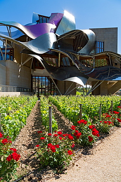 Vines, traditional roses and the striking hotel at Marques de Riscal Bodega, designed by Frank Gehry, near Elciego, La Rioja, Spain, Europe