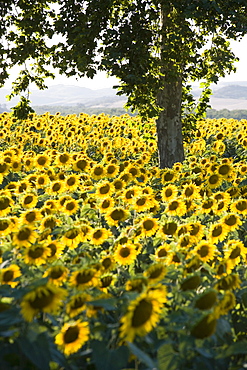 Field of sunflowers in full bloom, Languedoc, France, Europe